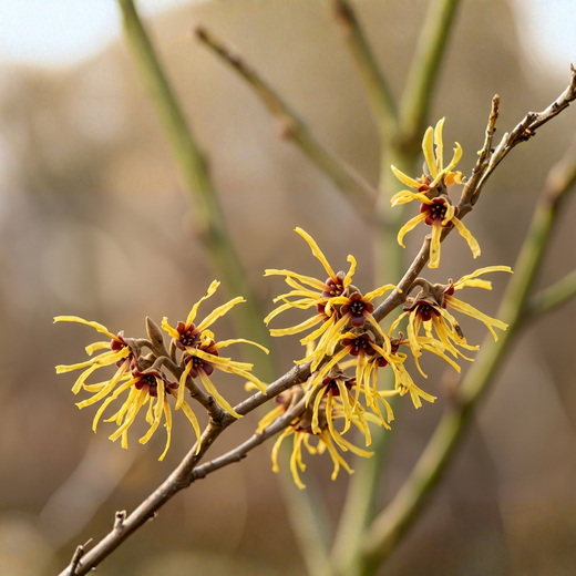 Hamamelis