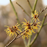 Hamamelis